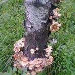 appenzeller